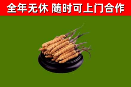 振安区回收散虫草