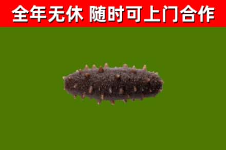 振安区回收海参干